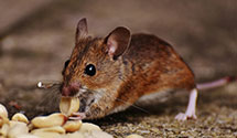 24 Hour & Emergency Exterminators in North Fort Myers, FL